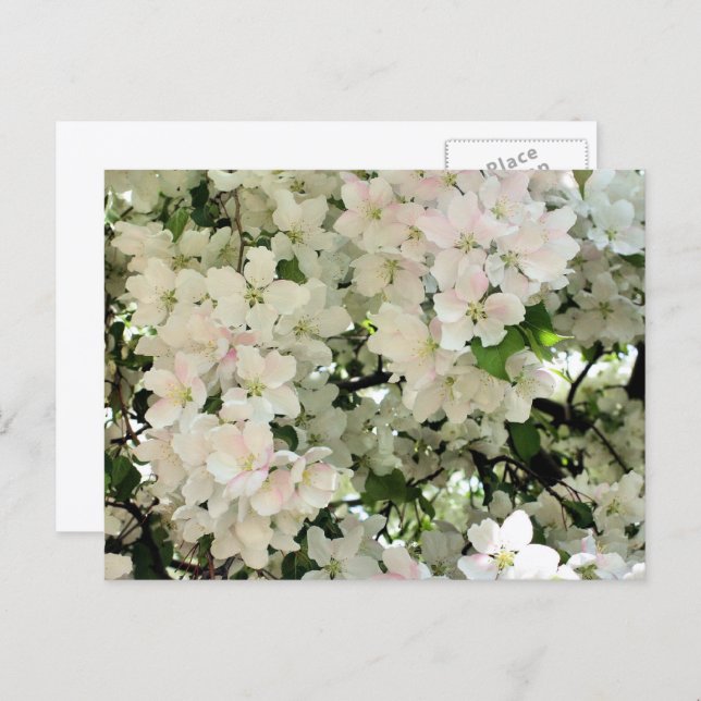 Cartão Postal White Spring Blossoms Flower Photography (Frente/Verso)