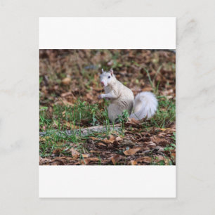 Cartão Postal White Squirrel of Brevard