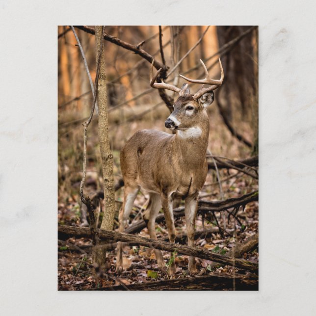 Cartão Postal White Tail Deer Buck (Frente)