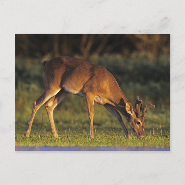 Cartão Postal White-tailed Deer, Odocoileus virginianus, 4 (Frente)
