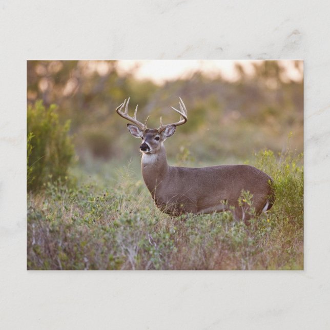 Cartão Postal white-tailed deer (Odocoileus virginianus) male 2 (Frente)