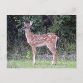 Cartão Postal White tailed fawn Postcard
