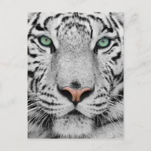 Cartão Postal White Tiger