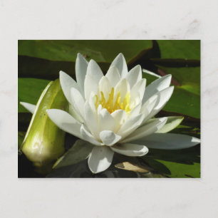 Cartão Postal White Waterlily e Bud Floral