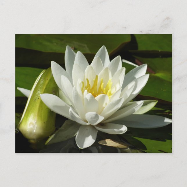 Cartão Postal White Waterlily e Bud Floral (Frente)