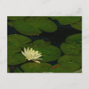 Cartão Postal White Waterlily I Peaceful Floral Fotografia