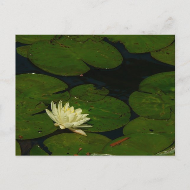 Cartão Postal White Waterlily I Peaceful Floral Fotografia (Frente)
