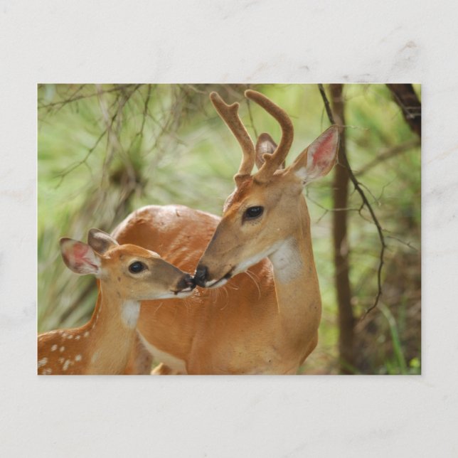 Cartão Postal Whitetail Buck E Fawn Bonding (Frente)