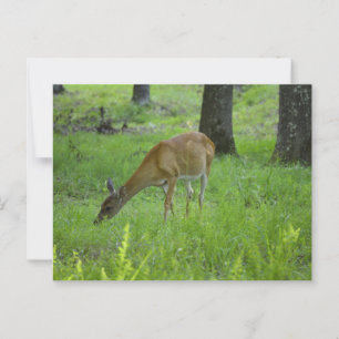 Cartão Postal Whitetail Deer