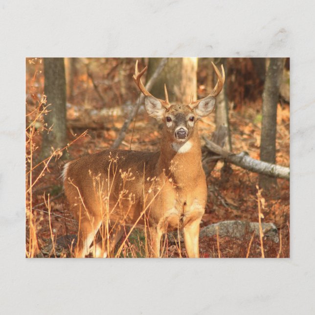 Cartão Postal Whitetail Deer Buck (Frente)