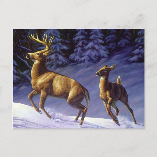 Cartão Postal Whitetail Deer Buck & Doe na Neve de inverno (Frente)