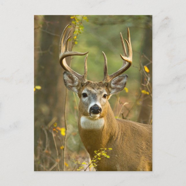 Cartão Postal Whitetail Deer Buck | Whitefish, Montana (Frente)