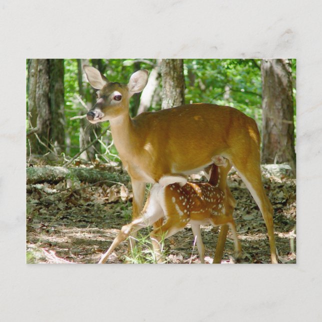 Cartão Postal Whitetail Deer - Cartão-postal Doe Fawn (Frente)