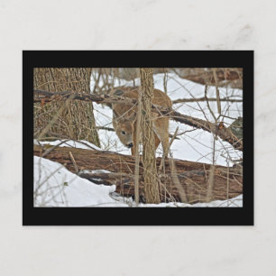 Cartão Postal Whitetail Deer Em Neve