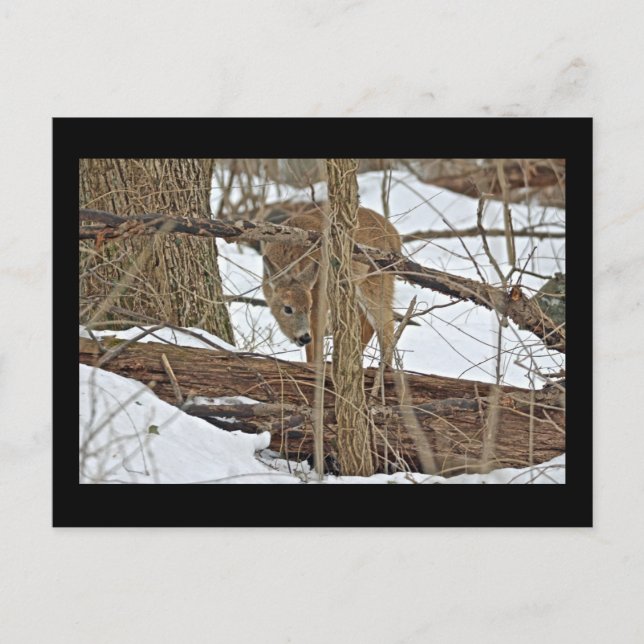 Cartão Postal Whitetail Deer Em Neve (Frente)