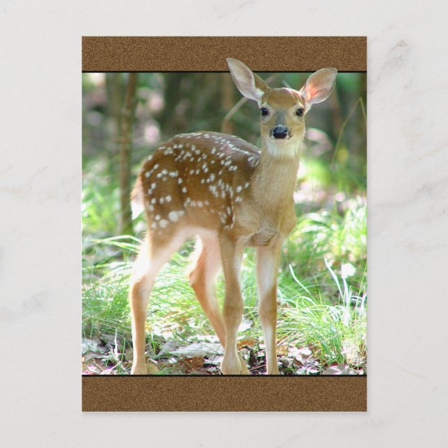Cartão postal Whitetail Deer Fawn (Frente)