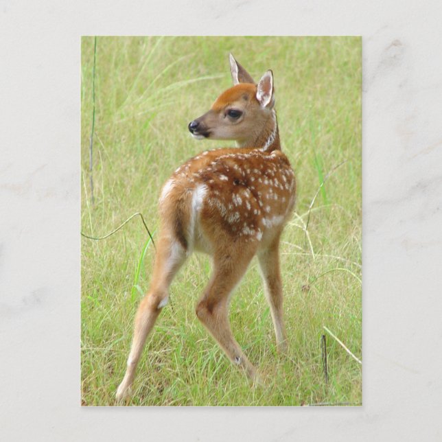 Cartão postal Whitetail Deer Fawn 6 (Frente)