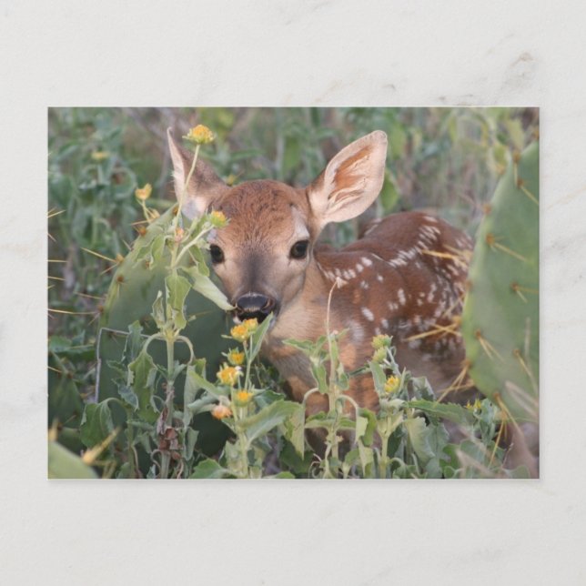 Cartão Postal Whitetail Fawn (Frente)