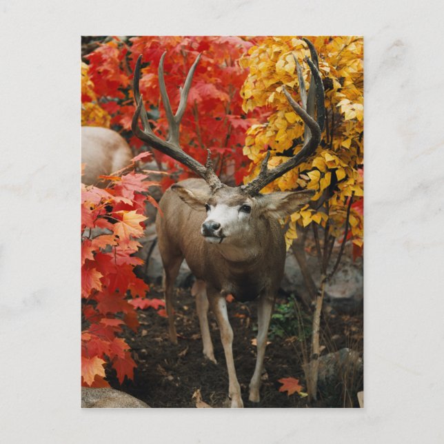 Cartão Postal Whitetail No Outono (Frente)