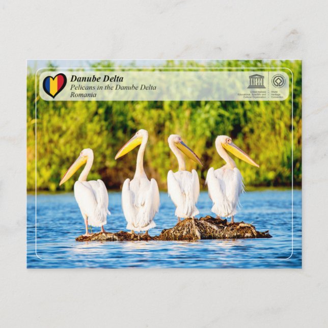 Cartão Postal WHS da UNESCO - Pelicanos no delta do Danúbio (Frente)