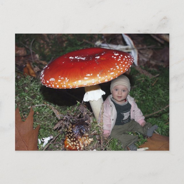 Cartão Postal Wichtel - Zwerg contra dem Fliegenpilz (Frente)