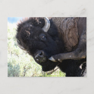 Cartão Postal Wild American Bison no Parque Nacional de Yellowst
