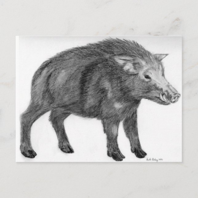 Cartão Postal Wild Boar, Defensive Stance (Frente)