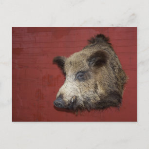 Cartão Postal Wild Boar Trophy