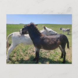 Cartão Postal Wild Burros, Custer State Park, Dakota do Sul