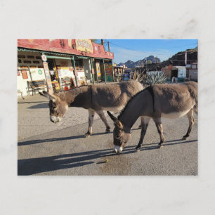 Cartão Postal Wild Burros em Oatman, Arizona