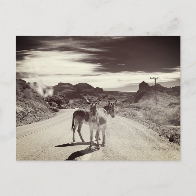 Cartão Postal Wild Burros na Califórnia (Frente)