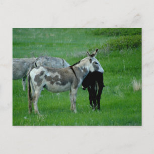 Cartão postal Wild Burros South Dakota