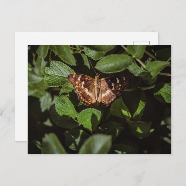 Cartão Postal Wild Butterfly in Green Foliage (Frente/Verso)