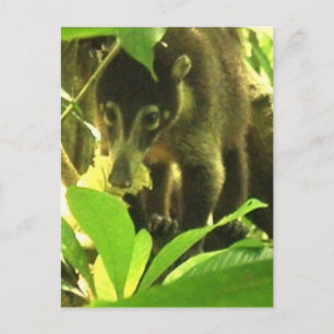 Cartão postal Wild Coati