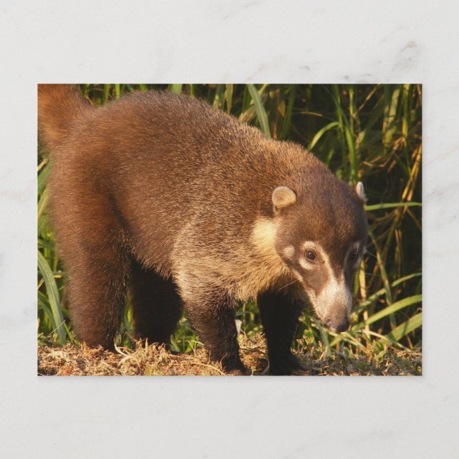 Cartão postal Wild Coati Mundi (Frente)