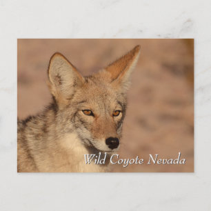 Cartão Postal Wild Coyote no deserto de Nevada