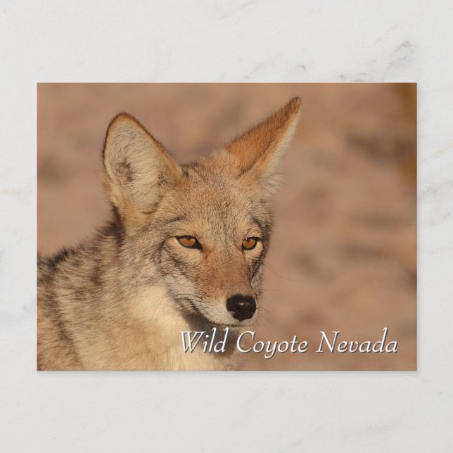 Cartão Postal Wild Coyote no deserto de Nevada (Frente)