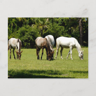 Cartão Postal Wild Cumberland 3