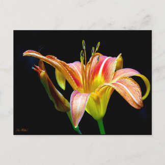 Cartão Postal Wild Daylily On A Dark Morning Hike