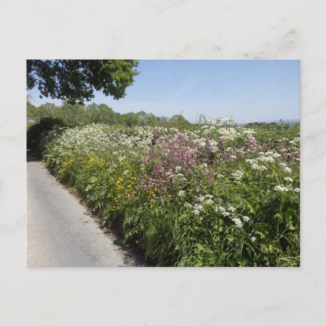 Cartão Postal Wild flowers Herefordshire (Frente)