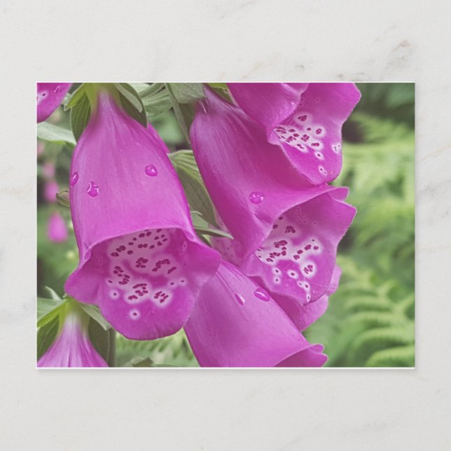 Cartão Postal Wild Foxglove - Digitalis Purpurea (Frente)