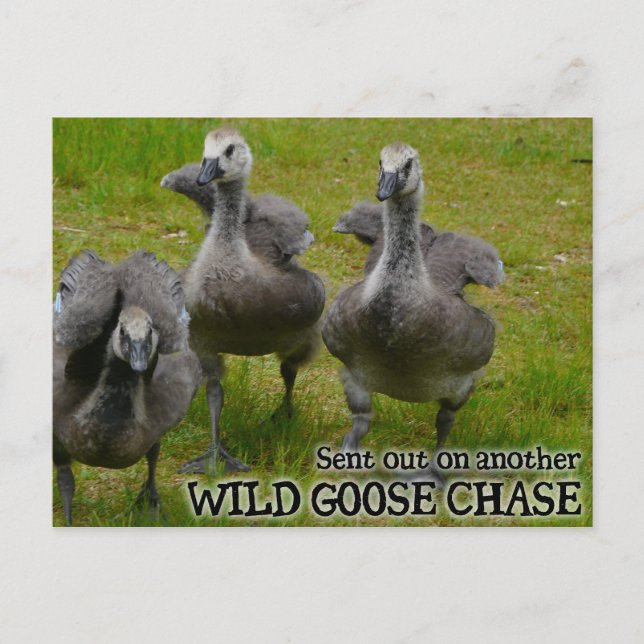 Cartão Postal Wild Goose Chase (Frente)
