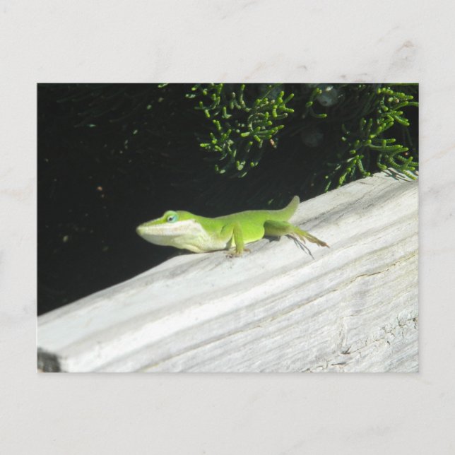 Cartão Postal Wild Green Gecko (Frente)