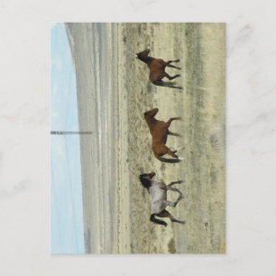 Cartão Postal Wild Hore Studs