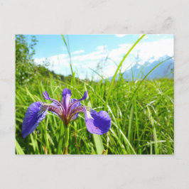 Cartão Postal Wild Iris e Paisagem do Alasca