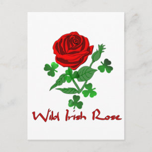 Cartão Postal Wild Irish Rosa