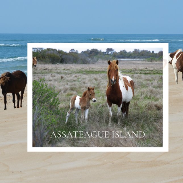 Cartão Postal Wild Mare e Foal, Sede Nacional de Assateague (Criador carregado)