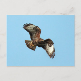 Cartão Postal Wild Mäusebussard (Common Buzzard; Buteo buteo)