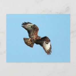 Cartão Postal Wild Mäusebussard (Common Buzzard; Buteo buteo)