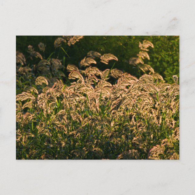 Cartão Postal Wild Millet (Panicum Sp.) Cultivo Em Zonas Úmidas (Frente)
